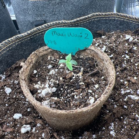 Maui waui 2 growlog timeline photo