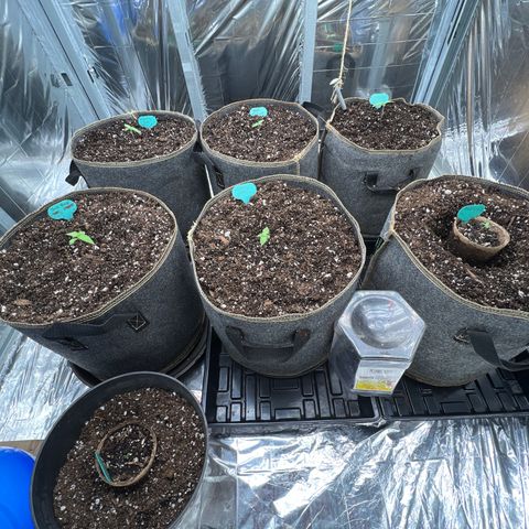Mimosa Cake Auto growlog photo: Looking good. 
Watered all 
6.25 ph
8oz outside 
8oz close
16oz total 