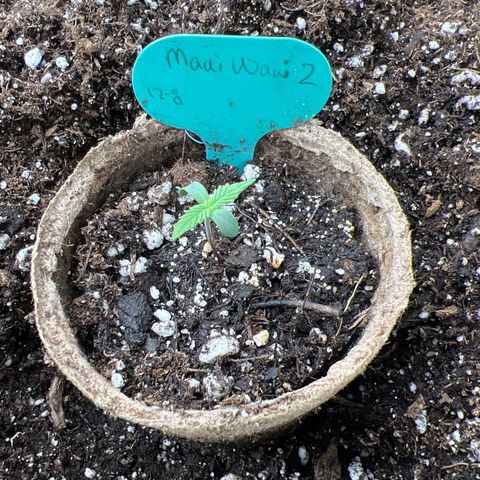 Maui waui 2 growlog timeline photo