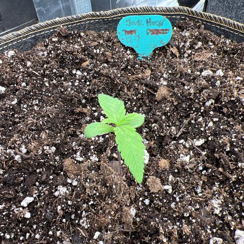 Original Auto Jack Herer growlog timeline photo