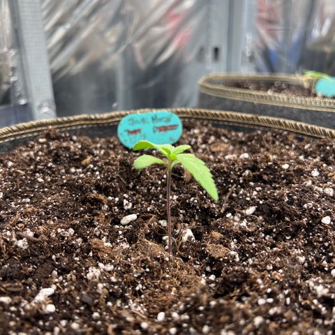 Original Auto Jack Herer growlog timeline photo
