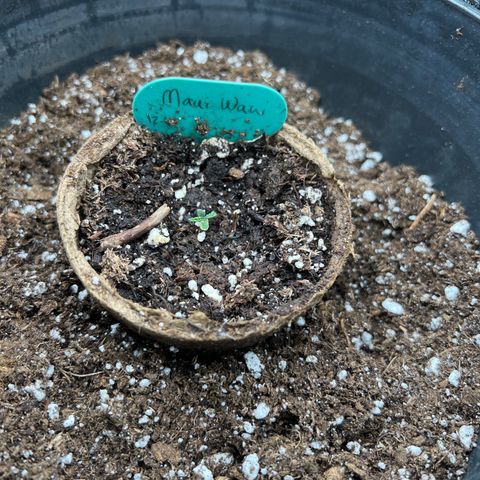 Hawaii Maui Waui Automatic growlog timeline photo