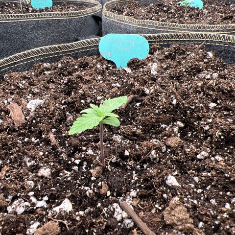 Wedding Glue Auto growlog timeline photo