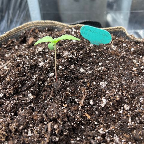 Mimosa Cake Auto growlog timeline photo