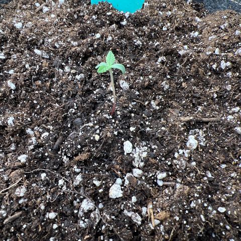 Maui waui 2 growlog photo: Transferred to large pot