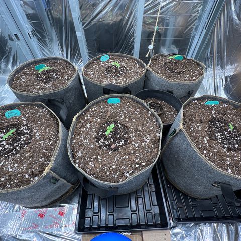 Mimosa Cake Auto growlog photo: All looking good.