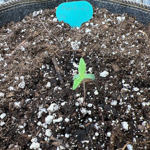 Maui waui 2 growlog photo: Looking ok. But worst of all!