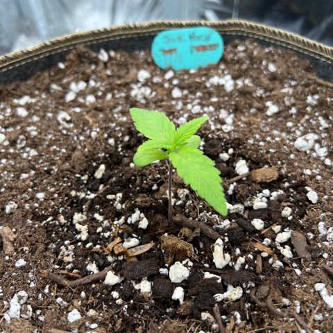 Original Auto Jack Herer growlog photo: Looks great!