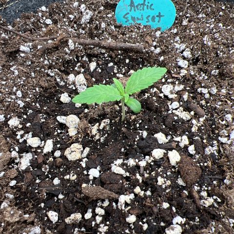 Arctic Sunset growlog photo: Looking good