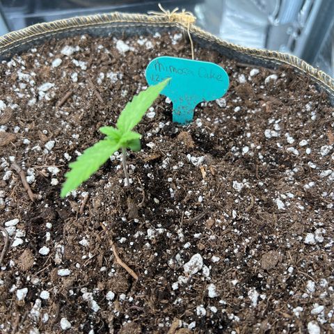 Mimosa Cake Auto growlog timeline photo