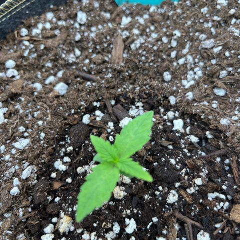 Wedding Glue Auto growlog timeline photo