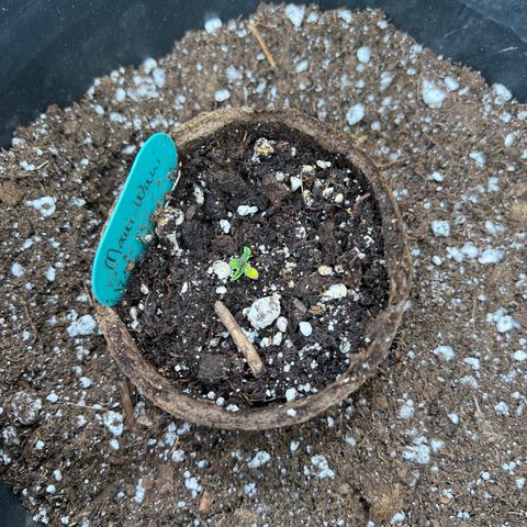 Hawaii Maui Waui Automatic growlog timeline photo