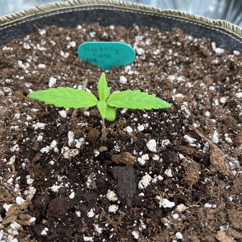 Blueberry Kush Automatic growlog photo: Leaf has slight curl to side