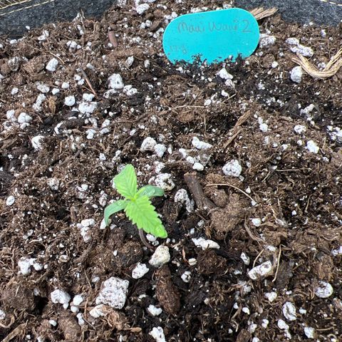 Maui waui 2 growlog timeline photo