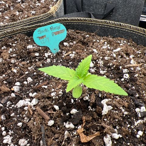 Original Auto Jack Herer growlog timeline photo
