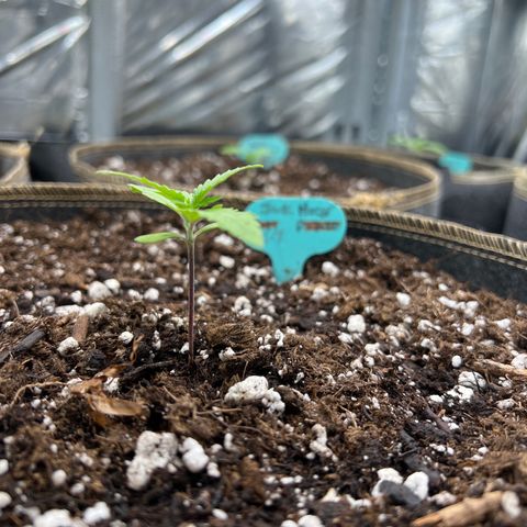 Original Auto Jack Herer growlog timeline photo