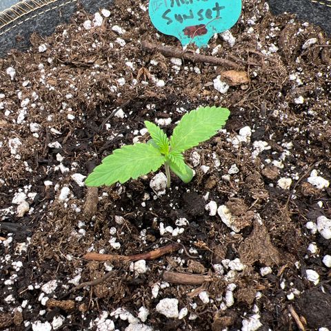 Arctic Sunset growlog timeline photo
