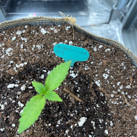 Mimosa Cake Auto growlog timeline photo