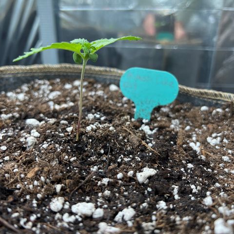 Mimosa Cake Auto growlog timeline photo