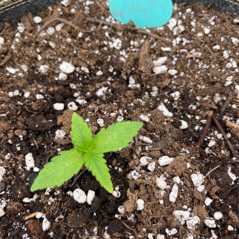 Wedding Glue Auto growlog timeline photo