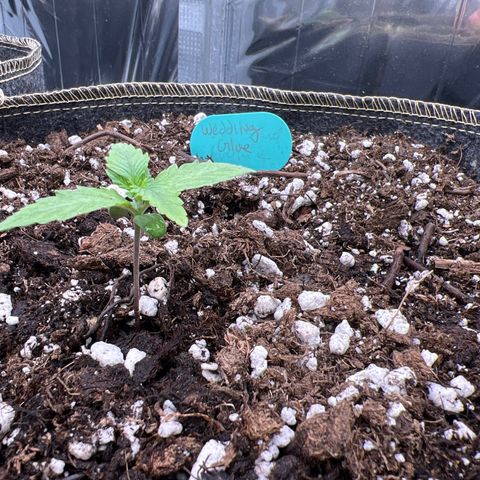 Wedding Glue Auto growlog timeline photo