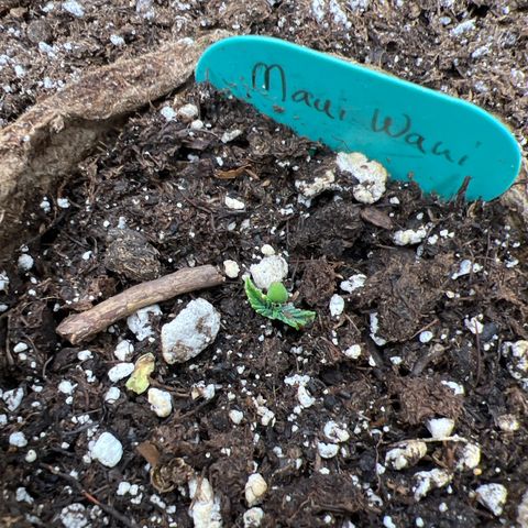 Hawaii Maui Waui Automatic growlog timeline photo