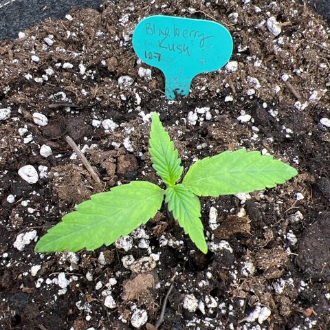Blueberry Kush Automatic growlog timeline photo