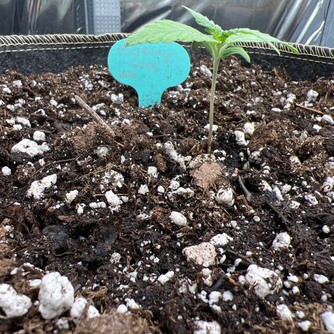 Blueberry Kush Automatic growlog timeline photo