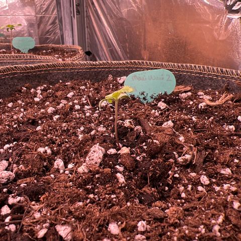 Maui waui 2 growlog timeline photo