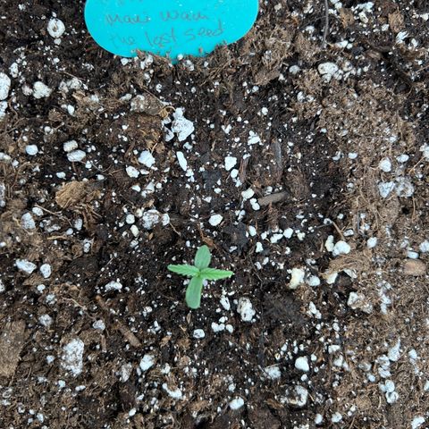 The volunteer (Maui Waui) growlog photo: Looks good