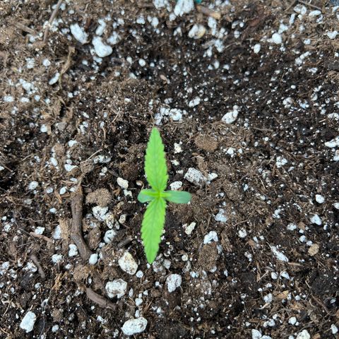 Maui waui 2 growlog timeline photo