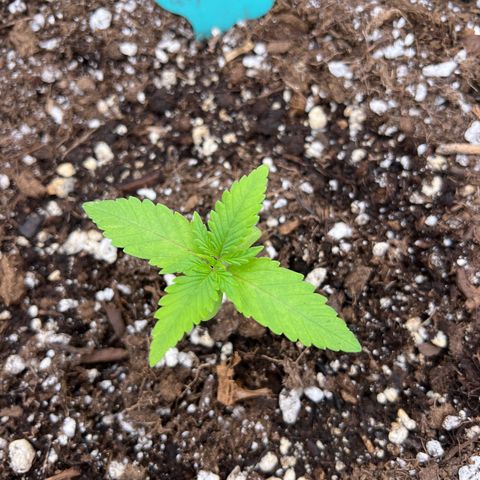 Original Auto Jack Herer growlog photo: Looks great