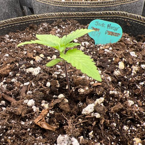 Original Auto Jack Herer growlog photo: Looks great