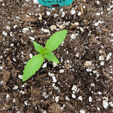 Arctic Sunset growlog timeline photo