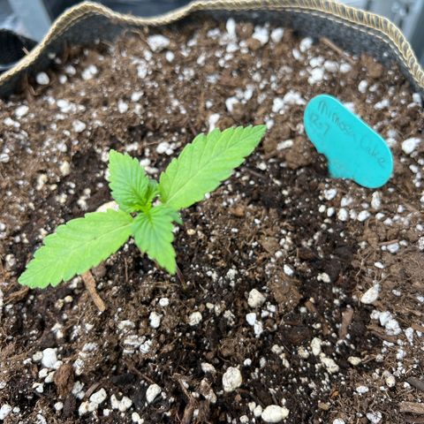 Mimosa Cake Auto growlog timeline photo
