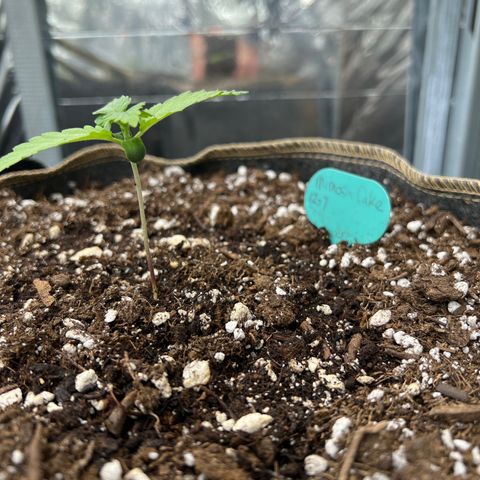 Mimosa Cake Auto growlog timeline photo