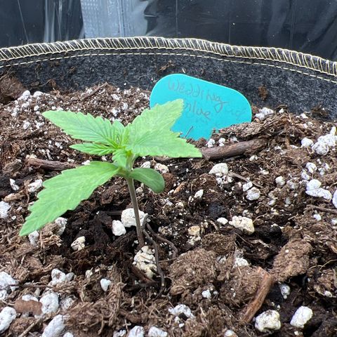 Wedding Glue Auto growlog timeline photo