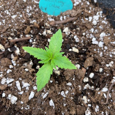 Wedding Glue Auto growlog timeline photo