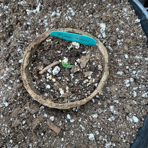 Hawaii Maui Waui Automatic growlog photo: Still kicking