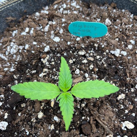 Blueberry Kush Automatic growlog timeline photo