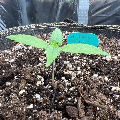 Blueberry Kush Automatic growlog timeline photo