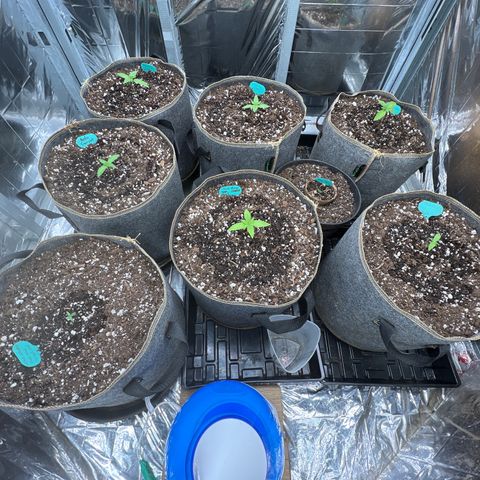 The volunteer (Maui Waui) growlog photo: Looking good!