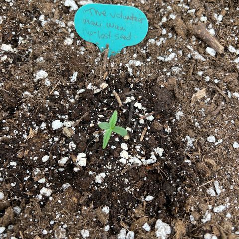 The volunteer (Maui Waui) growlog timeline photo