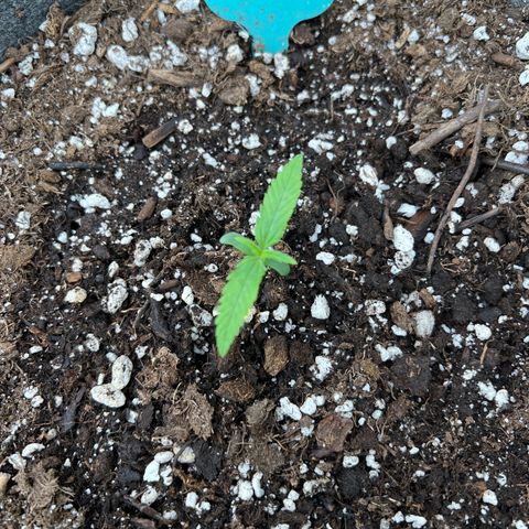 Maui waui 2 growlog timeline photo