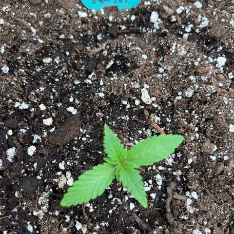 Arctic Sunset growlog timeline photo