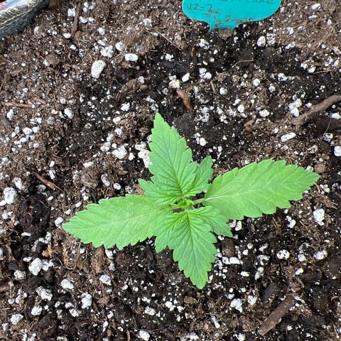 Mimosa Cake Auto growlog timeline photo