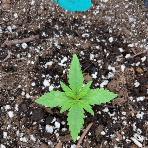 Wedding Glue Auto growlog timeline photo