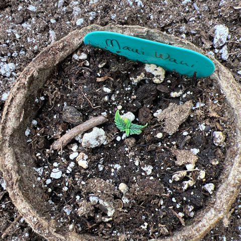 Hawaii Maui Waui Automatic growlog timeline photo