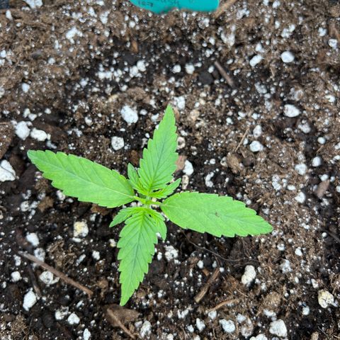 Blueberry Kush Automatic growlog timeline photo