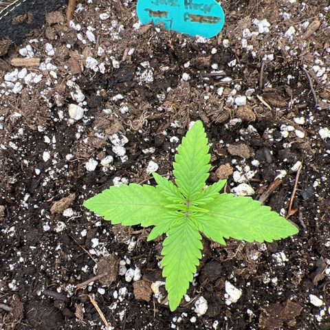 Original Auto Jack Herer growlog timeline photo